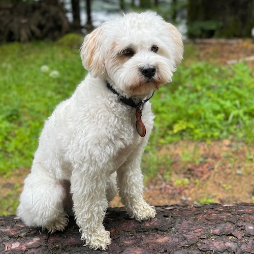 “Gib dem Menschen einen Hund und seine Seele wird gesund!”
